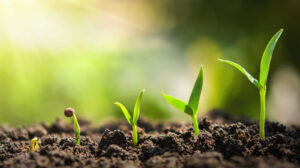 plant seeding growing