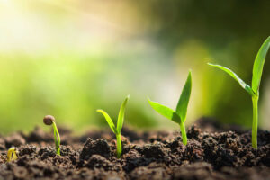 plant seeding growing