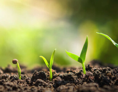 plant seeding growing