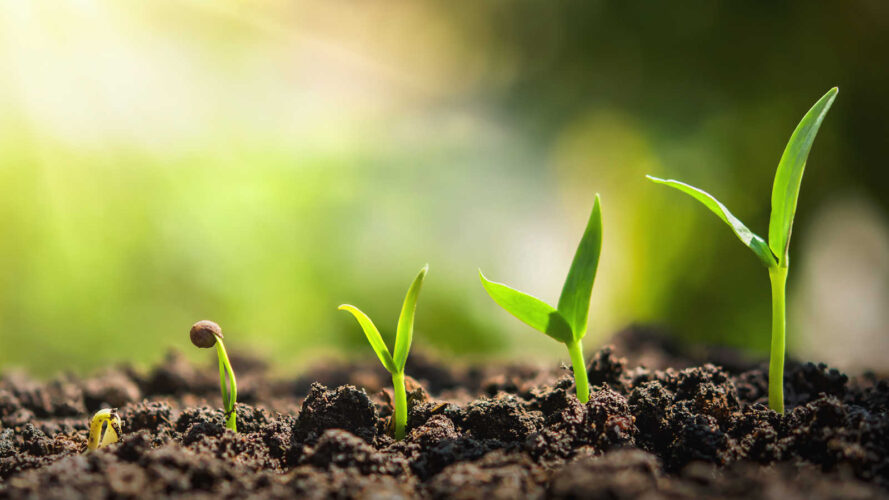 plant seeding growing